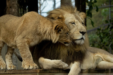 Lion friends