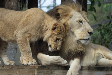 Lion Friends 