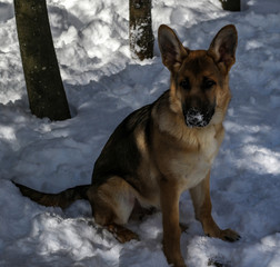 Beautiful purebred German Shepherd Puppy 5 months old