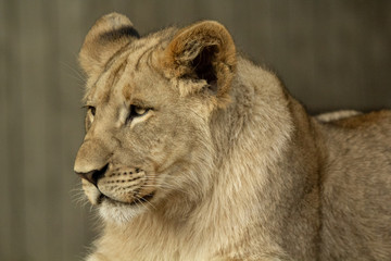 Obraz na płótnie Canvas Portrait of a Lioness