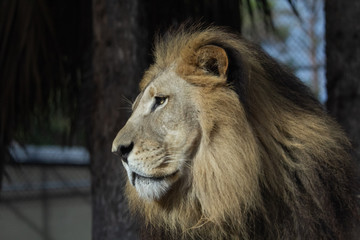 Portrait of a Lion 