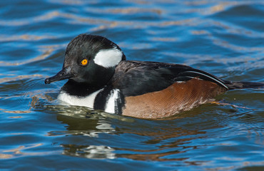 male Hooded Merganser
