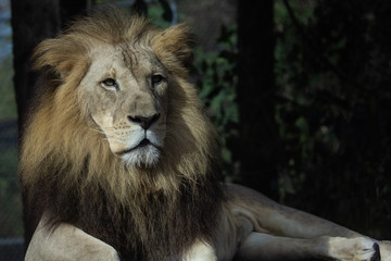 Portrait of a Lion 