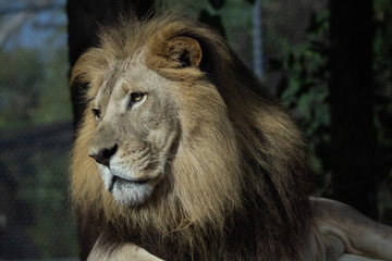 Portrait of a Lion 