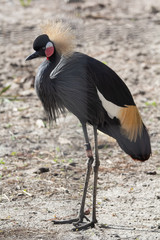 Black Crowned Crane