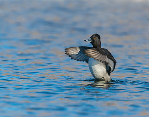 Drake Ring-necked Duck 