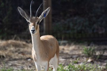 GAZELLE