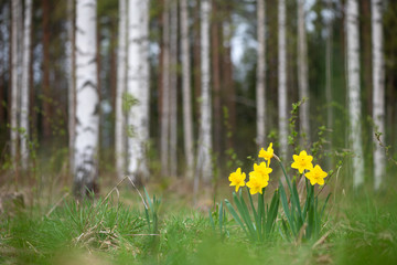 Obraz premium Yellow daffodils in springtime. Selective focus and shallow depth of field.
