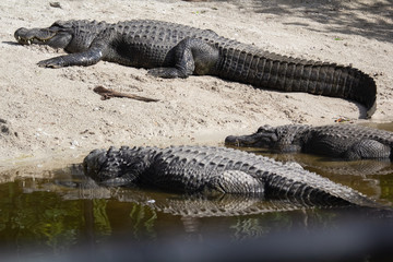Sleeping alligators