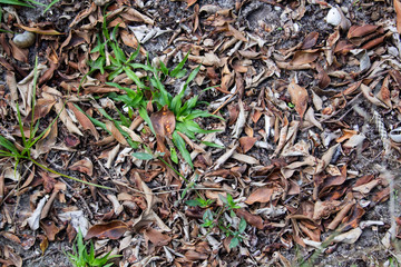 green tea background of dry leaves