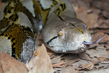 Python