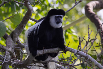 BLACK AND WHITE COLOBUS MONKEY