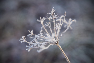 frozen plant
