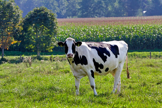 Schwarz Weiße Kuh auf der Wiese vor Maisfeld