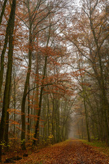 Nebelstimmung im Herbstwald