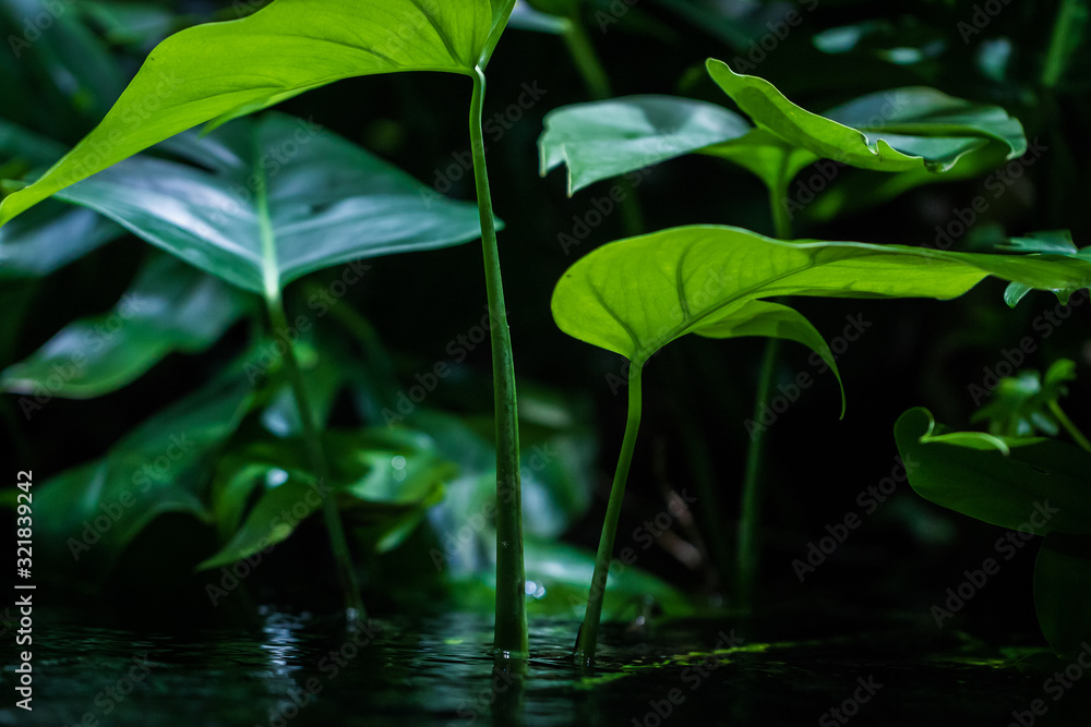 Wall mural Closeup of monstera plant green leaves, 