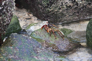 crab on rock