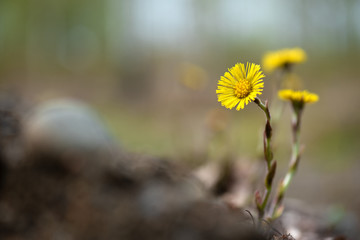 Yellow coltsfoot (Tussilago farfara) flowers in spring - obrazy, fototapety, plakaty