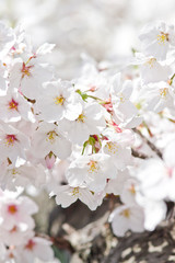 Cherry blossoms in full bloom.Scientific name is Cerasus ×yedoensis (Matsum.) Masam. & Suzuki ‘Somei-yoshino. 