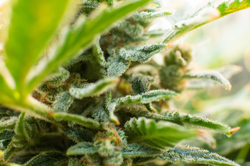 Marijuana bud close up. Fresh green weed In details. Macro trichomes cannabis. Indica flower. CBD...