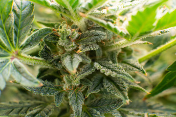 Marijuana bud close up. Macro trichomes cannabis. Fresh green weed In details. Indica flower. CBD...