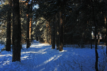 Winter path in the dark forest