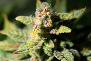 Marijuana bud close up. Fresh green weed In details. Macro trichomes cannabis. Indica flower. CBD...