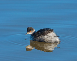 Eared Grebe