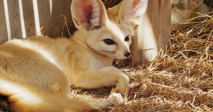 fennec fox / vulpes zerda