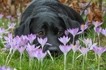 Junger schwarzer Labrador liegt auf einer Wiese zwischen blühenden Krokussen