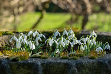 Close up of snowdrops (Galanthus) in the sunshine, photographed at Chiswick House and Gardens, London UK with moss in the foreground.