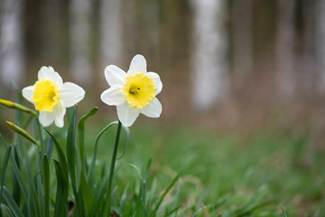 Fototapeta premium White Large-Cupped daffodil Ice Follies in springtime