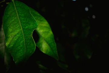 Orange tree leaves © Krzysztof