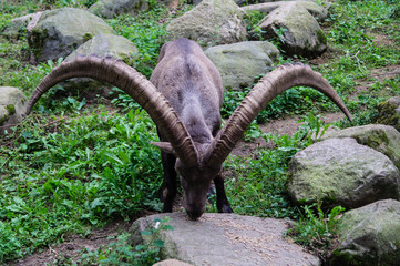 Steinbock Capra Ibex