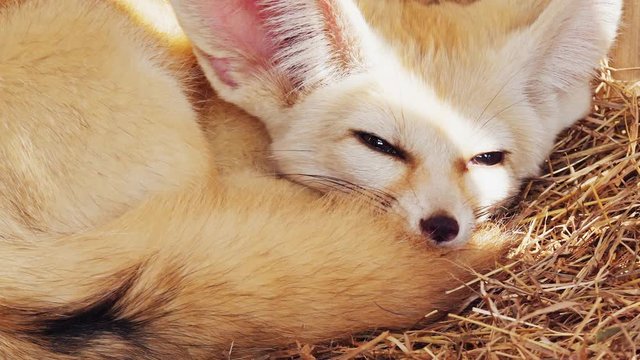 fennec fox / vulpes zerda
