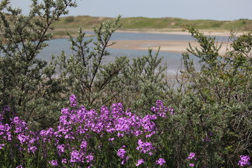 beautiful sea landscape with beach and water in front of the dunes and a purple flower in the foreground in knokke in springtime