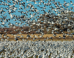 Naklejka premium Snow Geese in flight