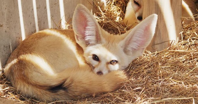 fennec fox / vulpes zerda