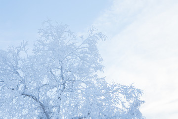 Tree covered in hoarfrost and sky