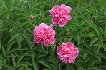 Paeonia lactiflora flower
