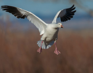 Snow Goose in flight