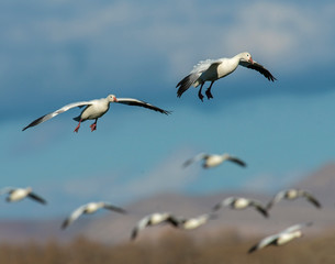 Snow Goose in flight