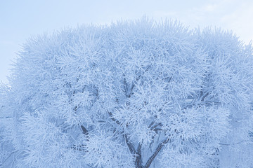 Tree covered in hoarfrost and sky