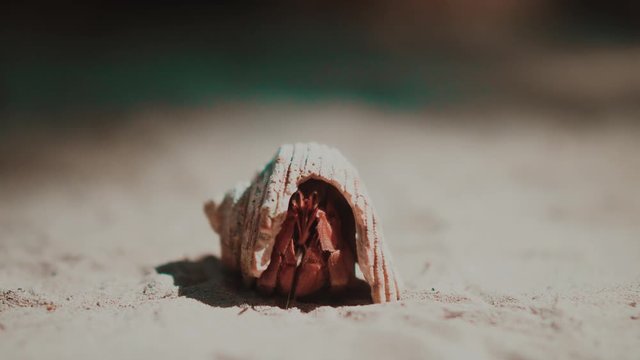 shell