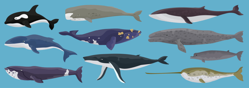 Sea whale vector cartoon set icon.Vector illustration marine animal of whale.Isolated cartoon icon of sea animal on white background.