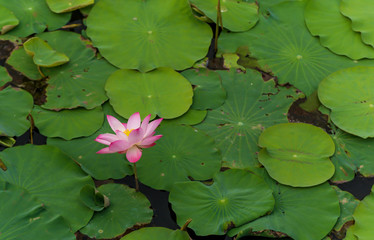  Lotus and lotus leaf in the lake