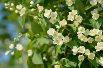 Close up of white jasmine flowers in a garden. Flowering jasmine bush in sunny summer day. Nature background.