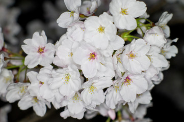 An electronic flash photographed cherry blossoms.Cherry blossoms in full bloom.Scientific name is Cerasus ×yedoensis (Matsum.) Masam. & Suzuki ‘Somei-yoshino. 