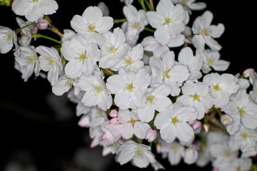 An electronic flash photographed cherry blossoms.Cherry blossoms in full bloom.Scientific name is Cerasus ×yedoensis (Matsum.) Masam. & Suzuki ‘Somei-yoshino. 