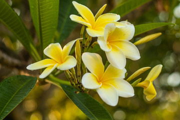 Branch of white and yellow Frangipani flowers. Blossom Plumeria flowers on blurred background. Flower background for decoration.